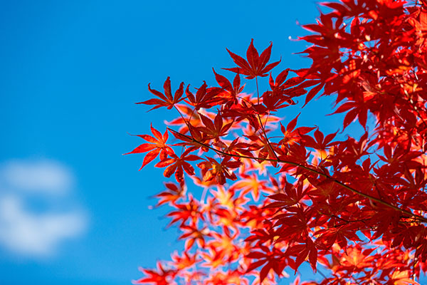 成都租車看紅葉，最全紅葉觀賞大全獻(xiàn)給你